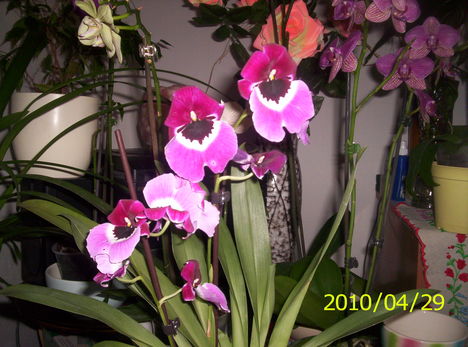 Árvácska orchidea 2