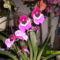 Árvácska orchidea 2