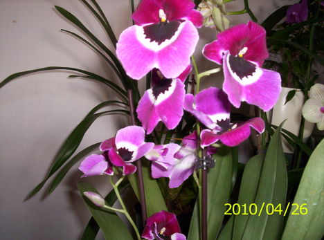 Árvácska orchidea 3