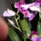 Árvácska orchidea 4