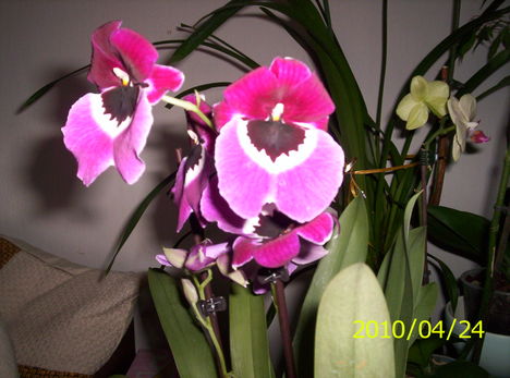 Árvácska orchidea 5