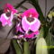 Árvácska orchidea 5