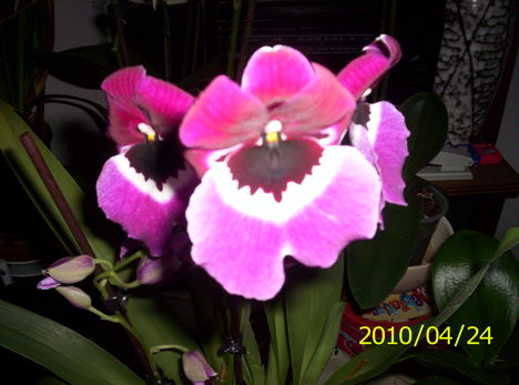 Árvácska orchidea 6