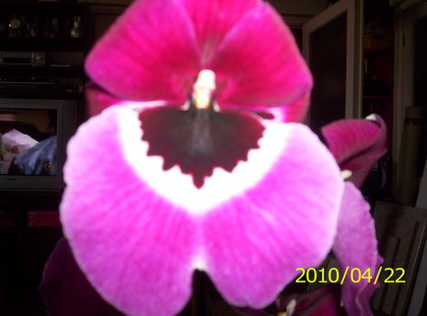 Árvácska orchidea 9
