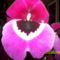 Árvácska orchidea 9