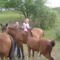 PICT0445   Imádom a lovakat