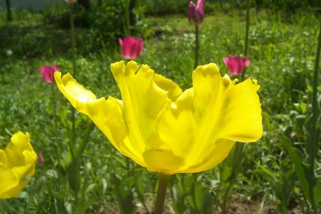sárga tulipán