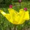 sárga tulipán