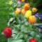 tulipánvarázs 1