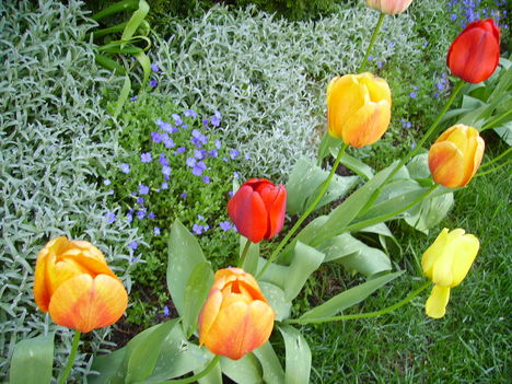 tulipánvarázs 2