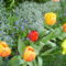 tulipánvarázs 2