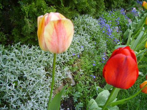 tulipánvarázs 3