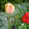 tulipánvarázs 3