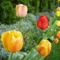 tulipánvarázs 4