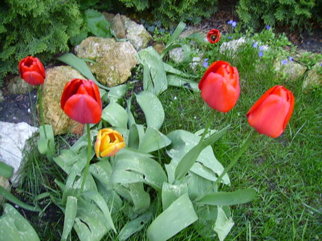 tulipánvarázs 5