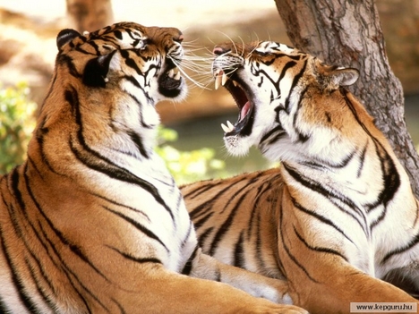 Bengáli_tigrisek2