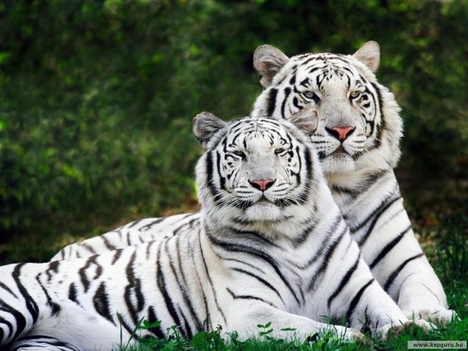 Bengáli_tigrisek
