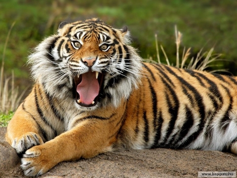 Szumátrai_tigris