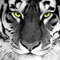 tigris-321