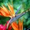 Bird_of_Paradise_and_Friend