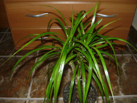 dracena