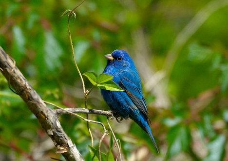 kék madár