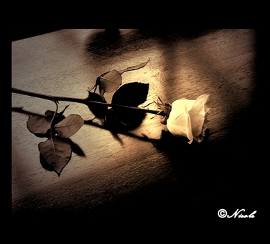 Lone_rose