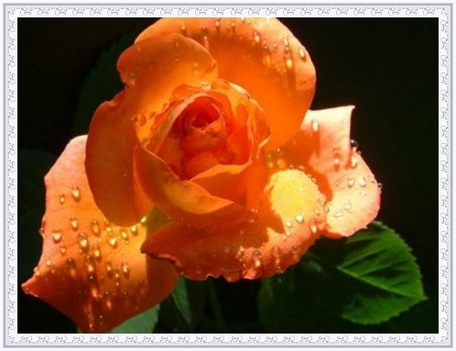 narancssárga rózsa