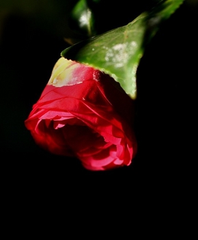 rózsa-13