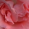 rózsa rózsaszínben