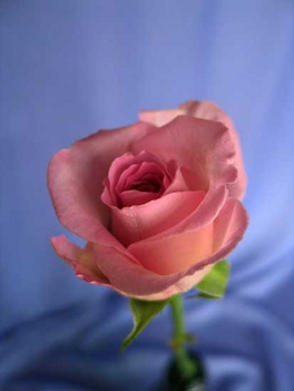 rózsaszín rózsa