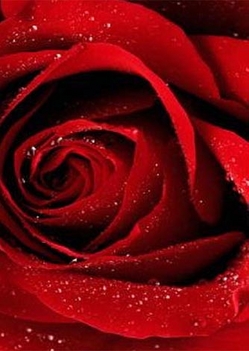 vörös rózsa