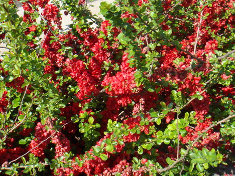DSC00091
