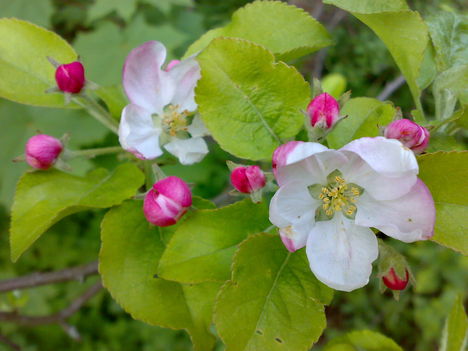 virágzó almafa ág,Évinek hoztam Lázbércről