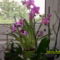 Pink orchidea