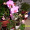 pink orchidea
