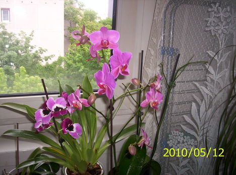 Pink orchidea