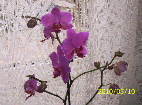 Pink orchidrea