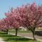 Virágban pompázó cseresznyefák az Ifjúság utcában.