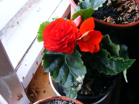 Begonia