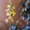 Dendrobium Orchidea