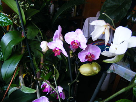 Lepke Orchidea