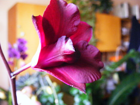 liliom 916Dendribium Orchidea