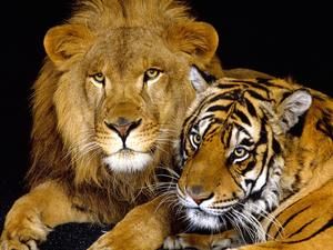 oroszlán tigrissel