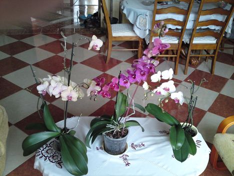 Orchideáink 1