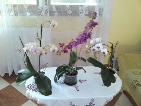 Orchideáink 2