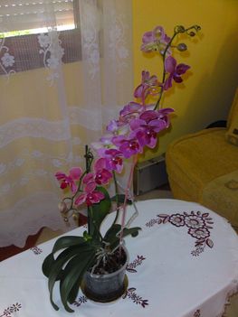 Orchideáink 3