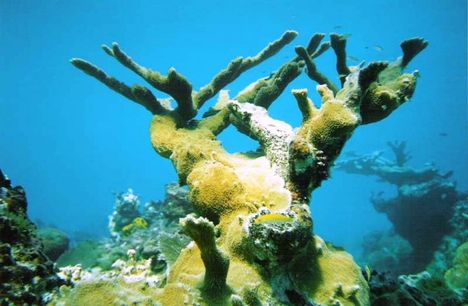 Elkorn korall - Jamaica