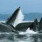 Hosszúszárnyú bálnák vadászaton