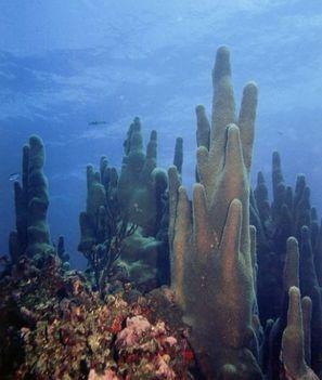 Pillar corall filterek - Belize
